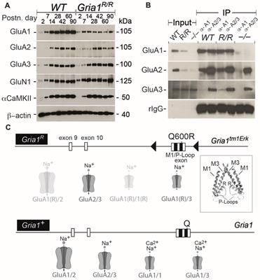 Somatic Accumulation of GluA1-AMPA Receptors Leads to Selective Cognitive Impairments in Mice